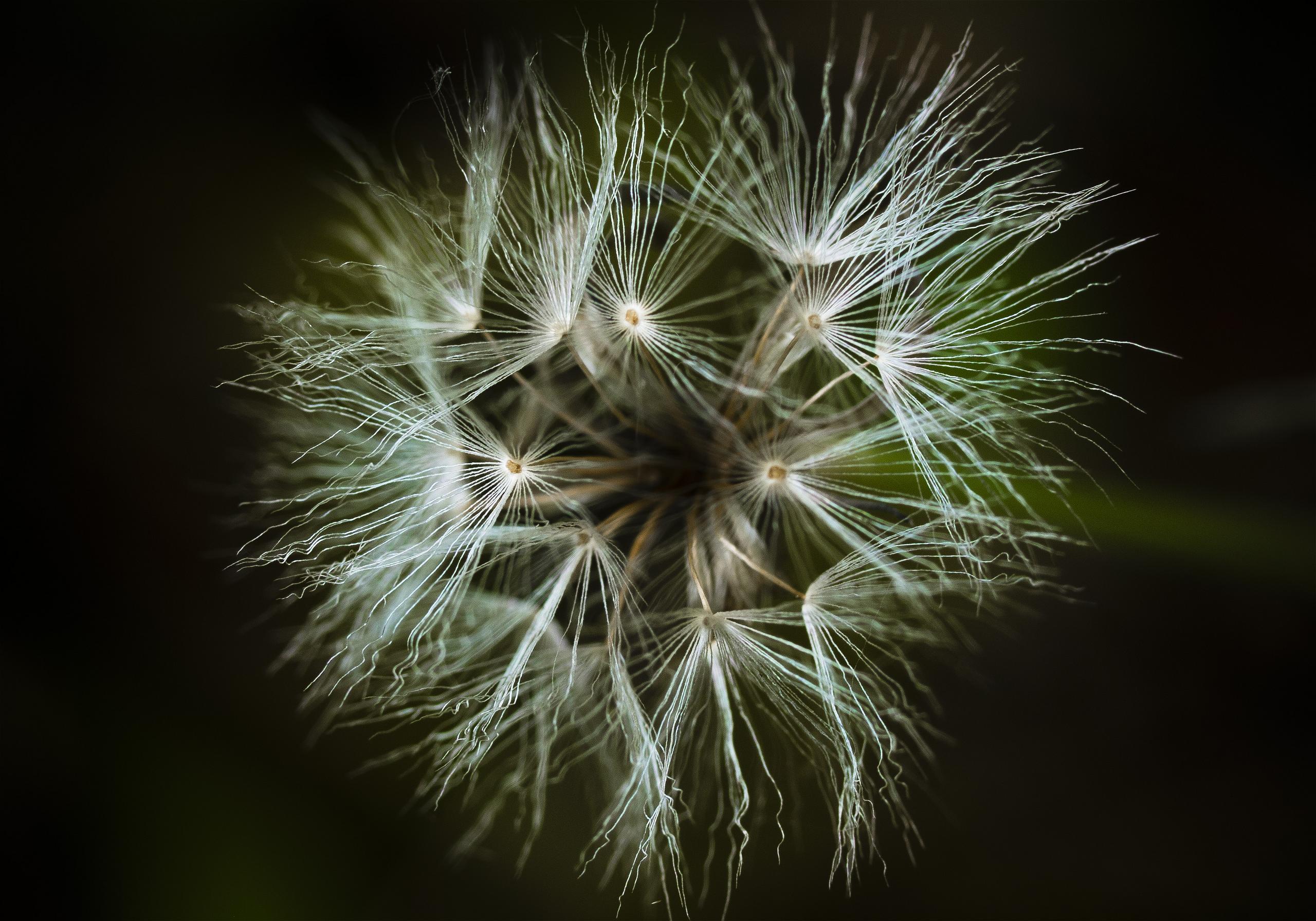 Ixeris stolonifera(����˥���)�β���