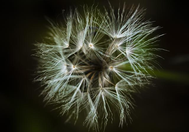 Ixeris stolonifera(����˥���)�β���