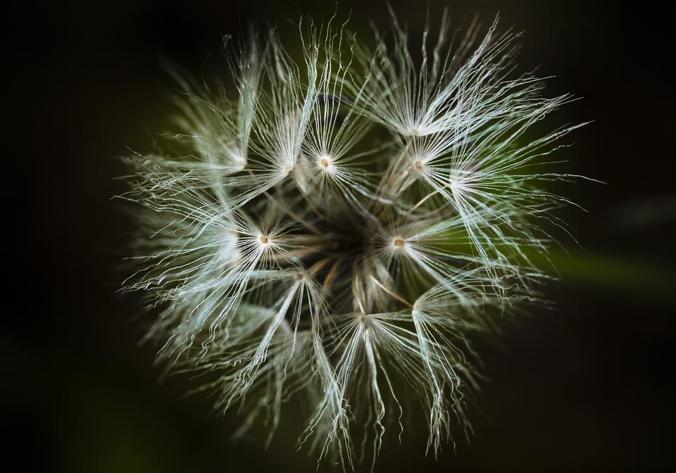 Ixeris stolonifera(����˥���)�β���