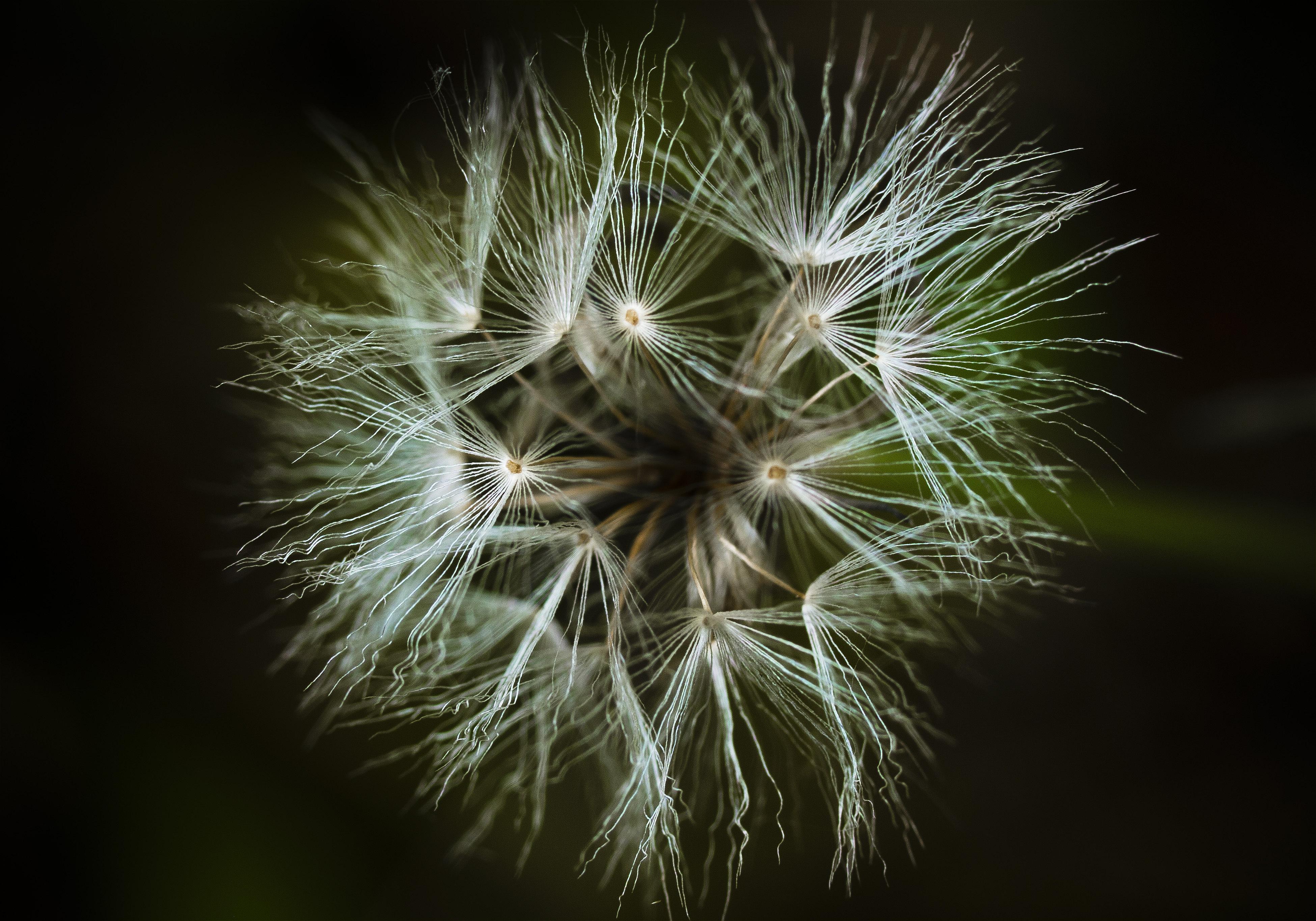 Ixeris stolonifera(����˥���)�β���