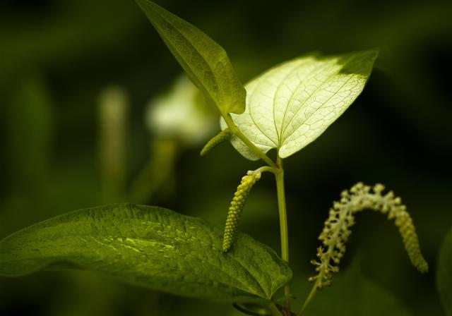 Saururus chinensis(�ϥ󥲥��祦)�β���