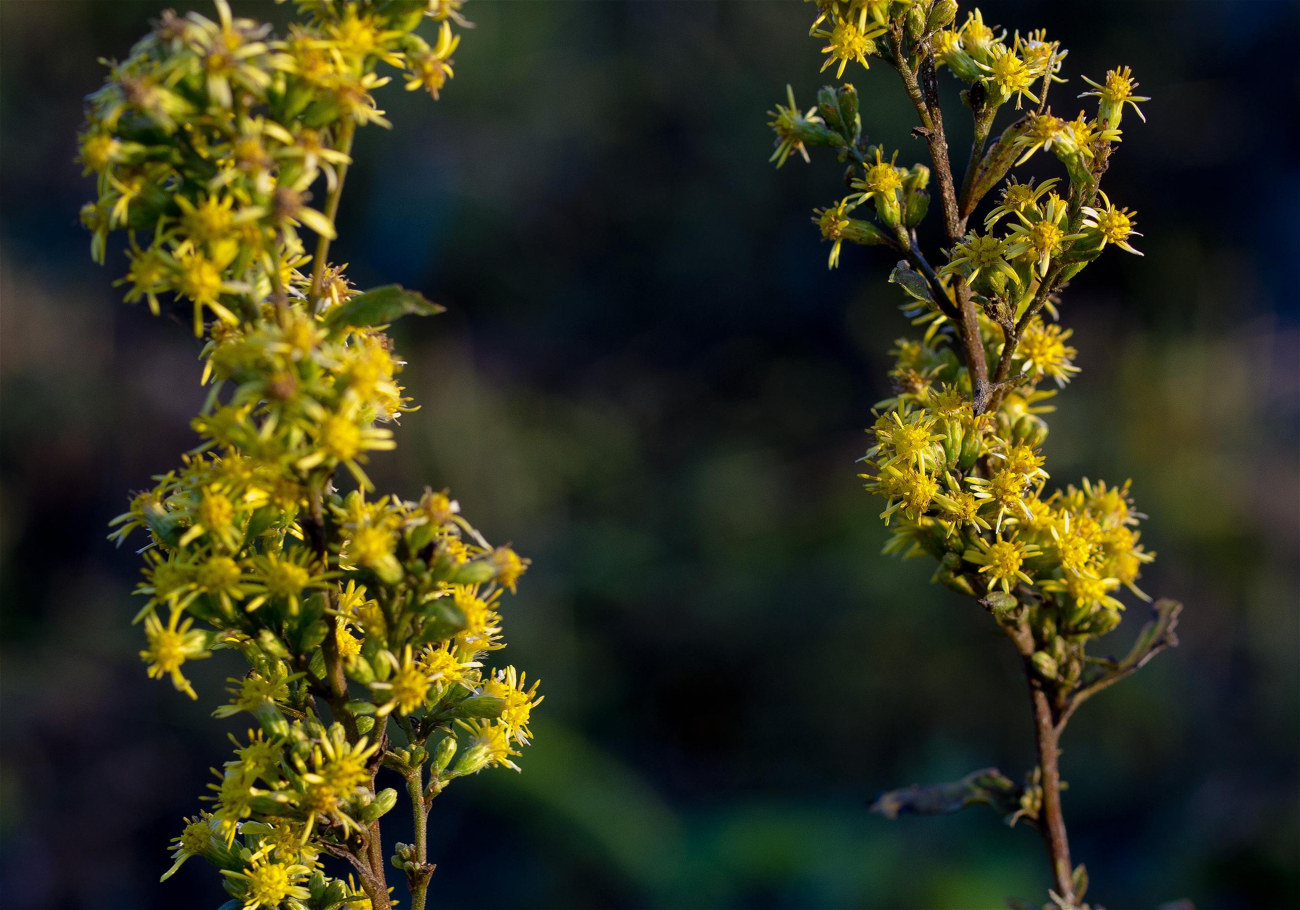 Solidago virgaurea var.asiatica(�����Υ���󥽥�)�β���