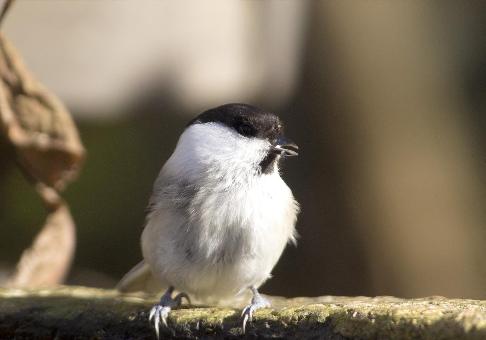 Parus montanus(������)�β���