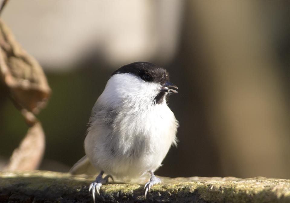 Parus montanus(������)�β���