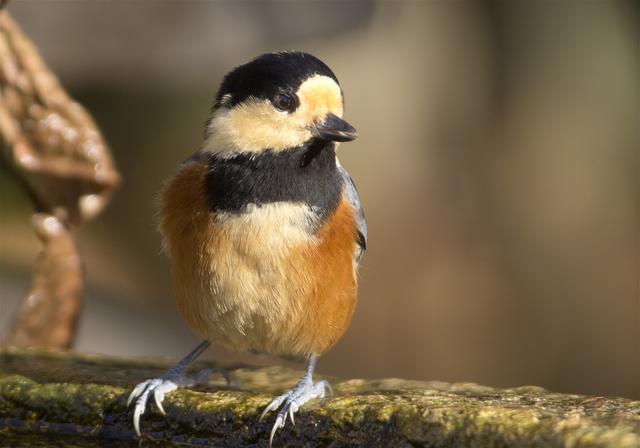 Parus varius(��ޥ���)�β���