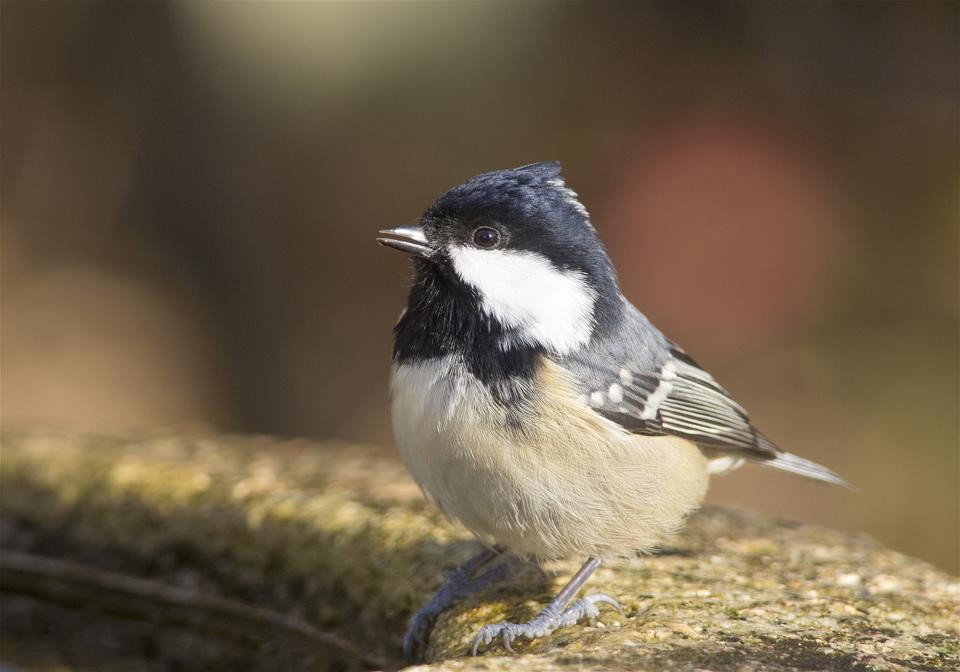 Parus ater(�ҥ���)�β���