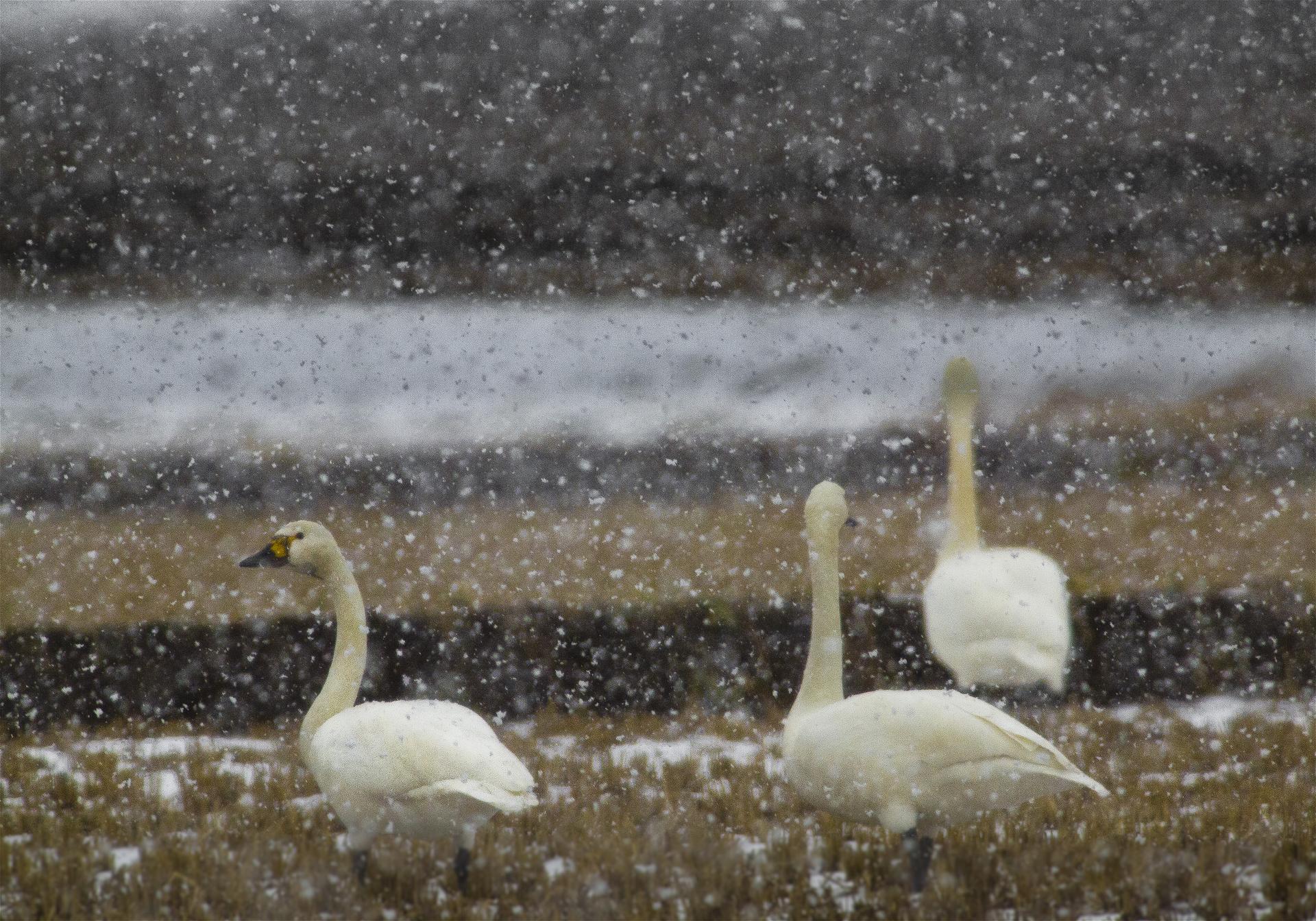 Cygnus columbianus(���ϥ����祦)�β���