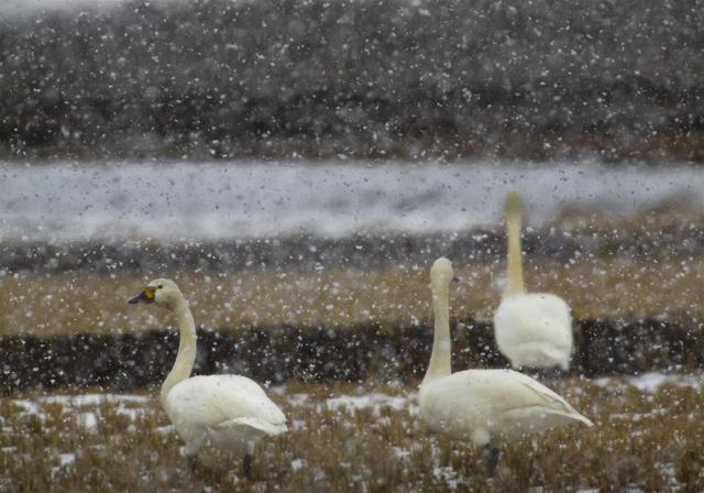 Cygnus columbianus(���ϥ����祦)�β���