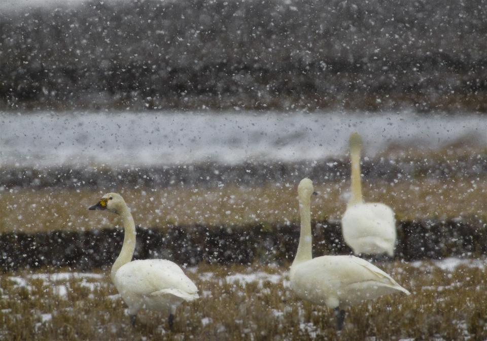 Cygnus columbianus(���ϥ����祦)�β���