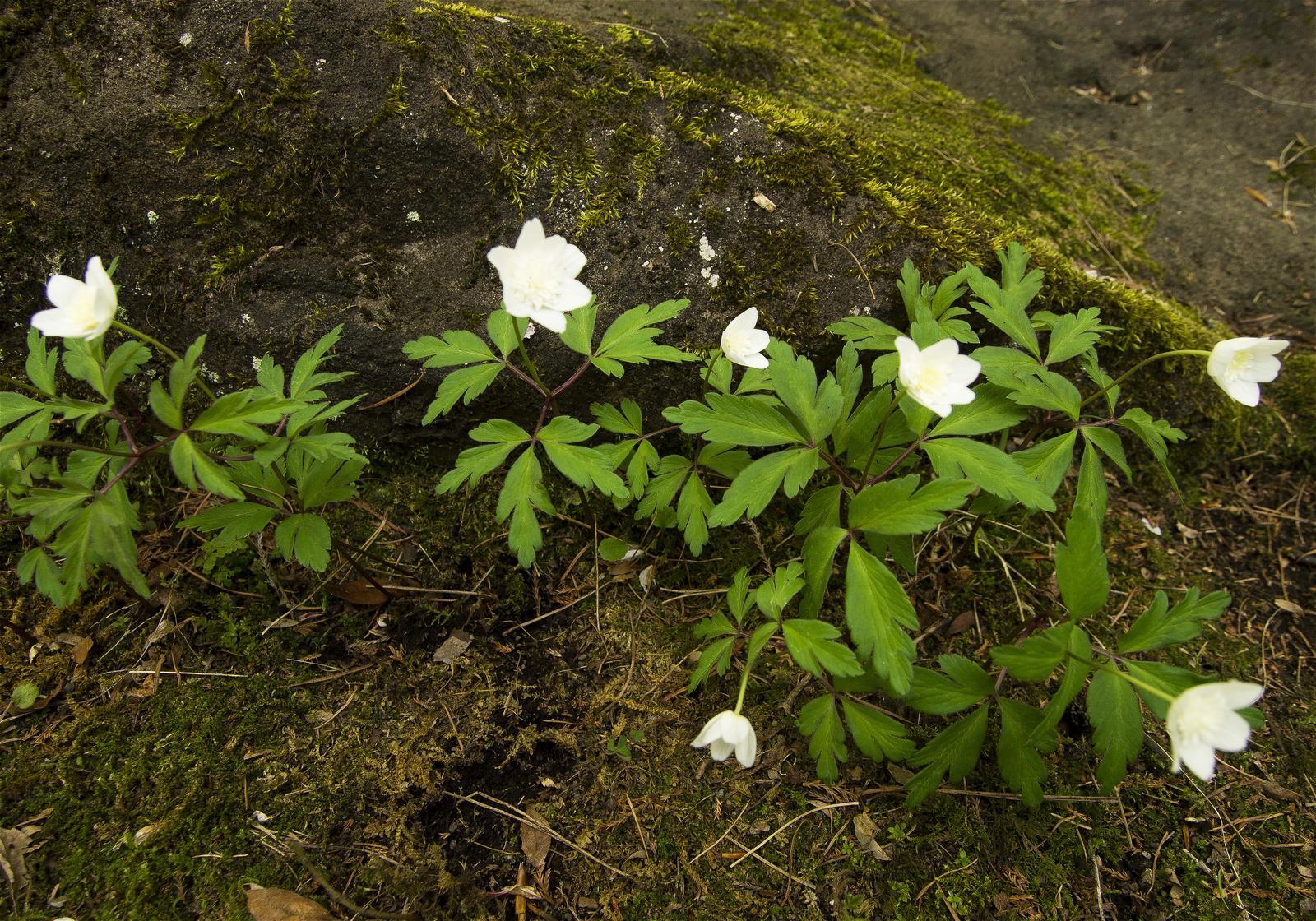 Anemone nemorosa(��֥�����)�β���