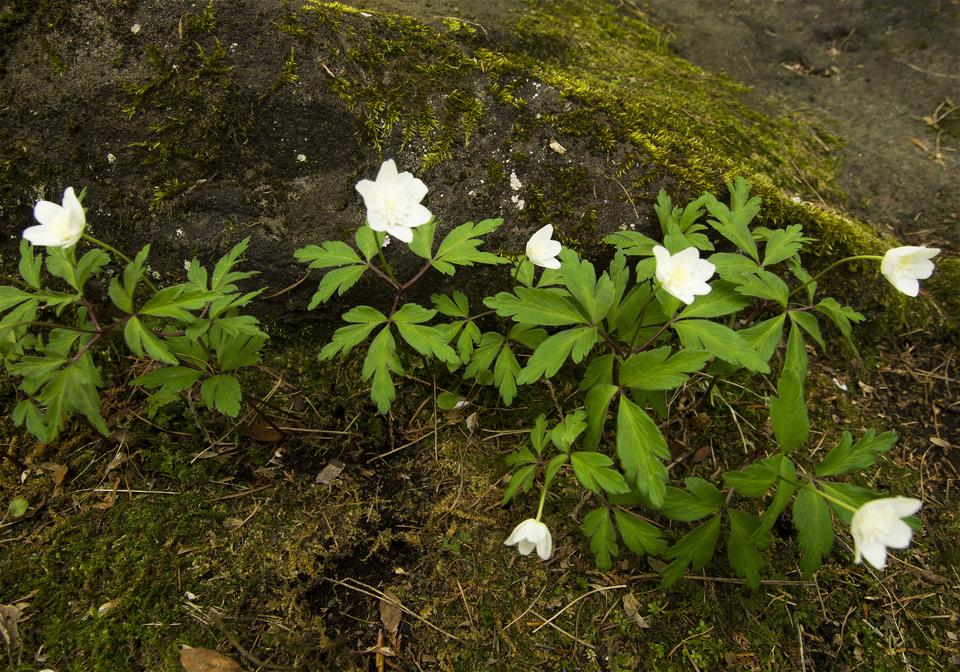 Anemone nemorosa(��֥�����)�β���