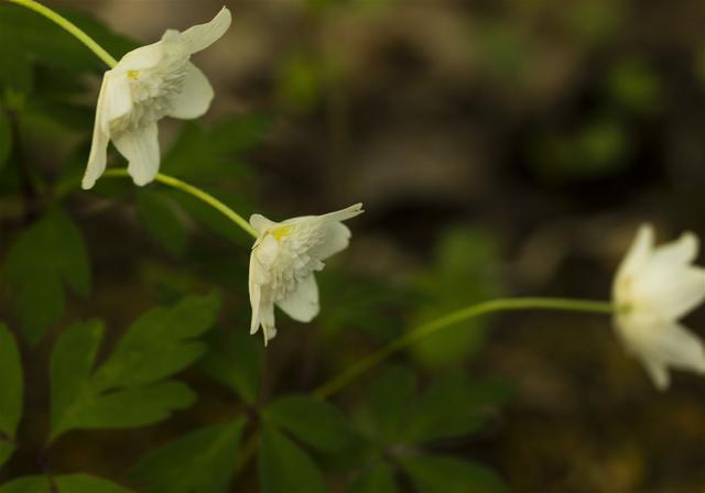 Anemone nemorosa(��֥�����)�β���