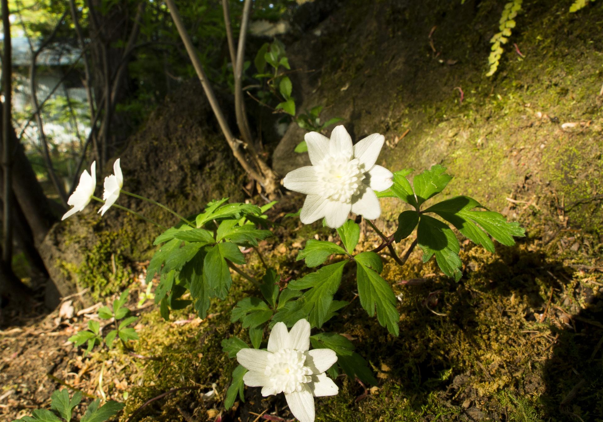 Anemone nemorosa(��֥�����)�β���