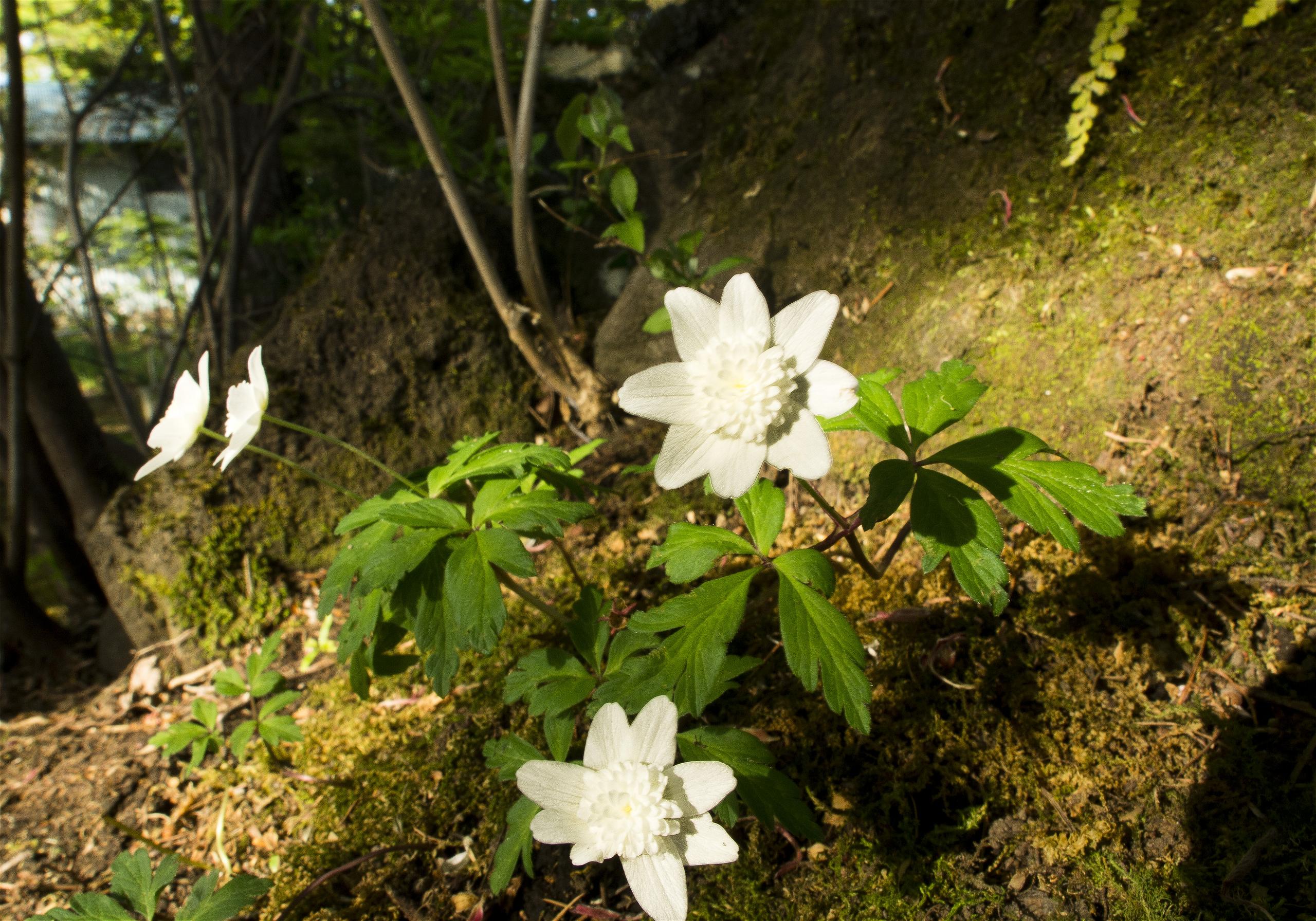 Anemone nemorosa(��֥�����)�β���