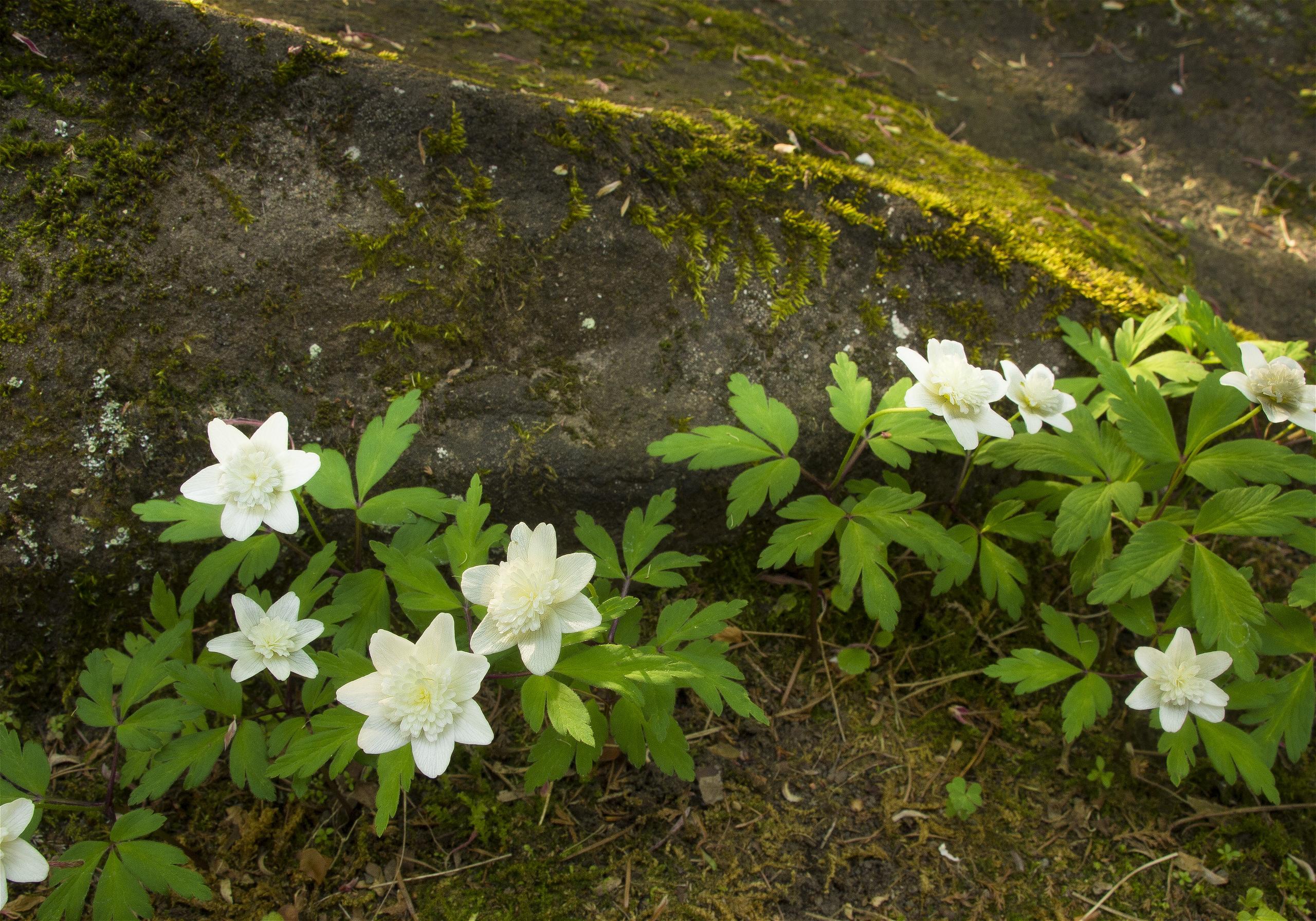Anemone nemorosa(��֥�����)�β���