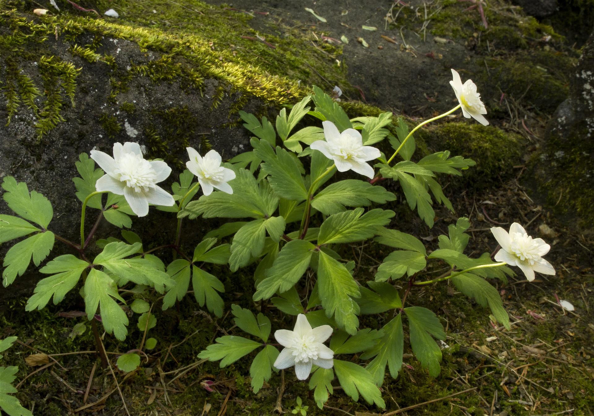 Anemone nemorosa(��֥�����)�β���
