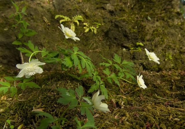 Anemone nemorosa(��֥�����)�β���