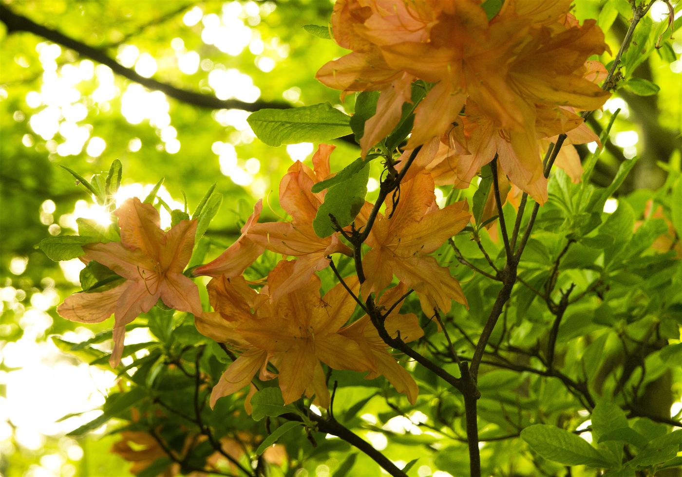 Rhododendron japonicum(��󥲥ĥĥ�)�β���