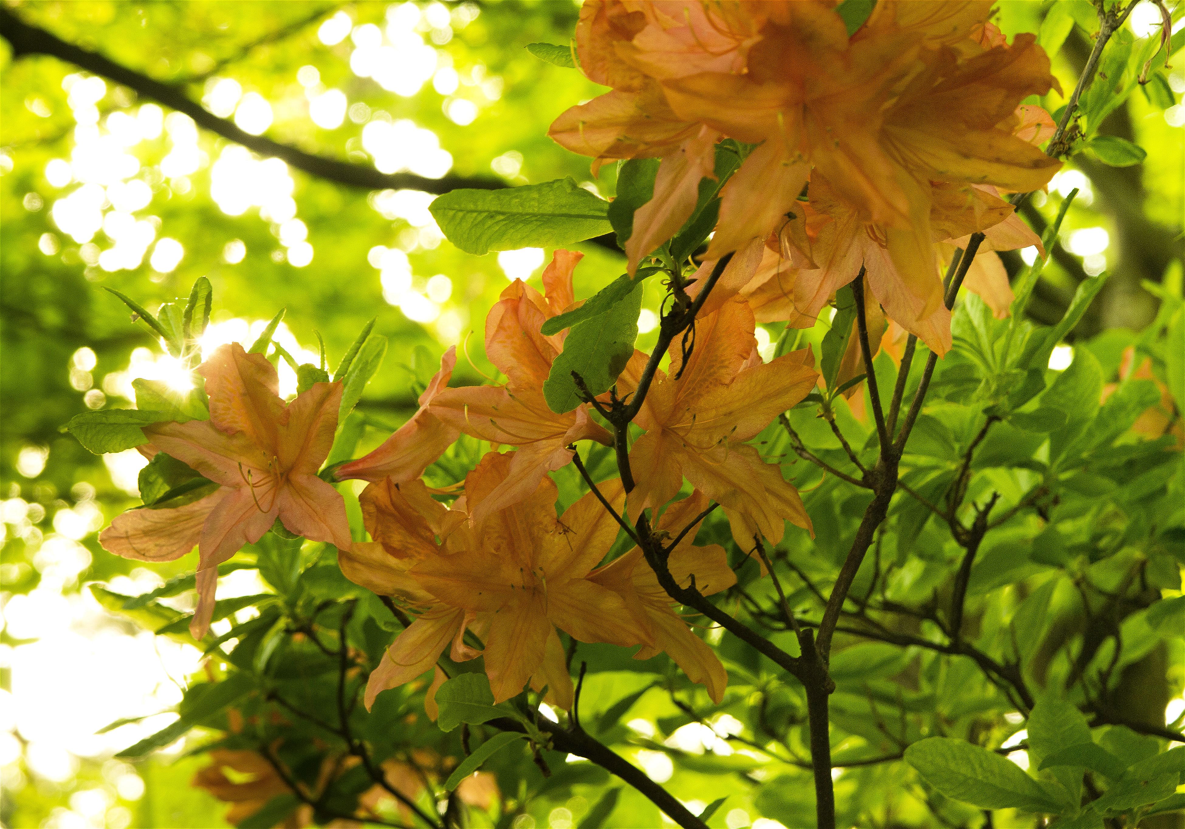 Rhododendron japonicum(��󥲥ĥĥ�)�β���