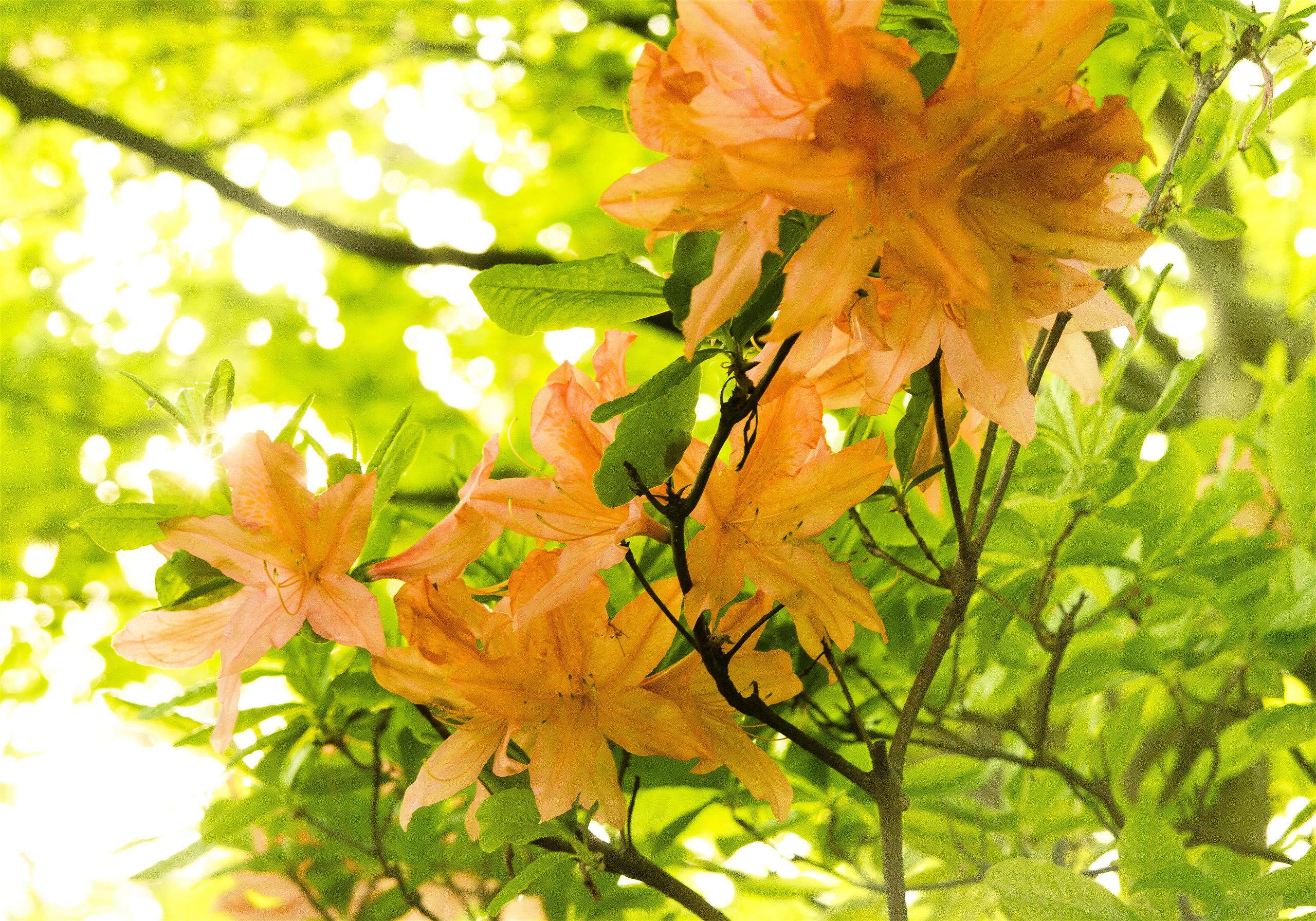 Rhododendron japonicum(��󥲥ĥĥ�)�β���