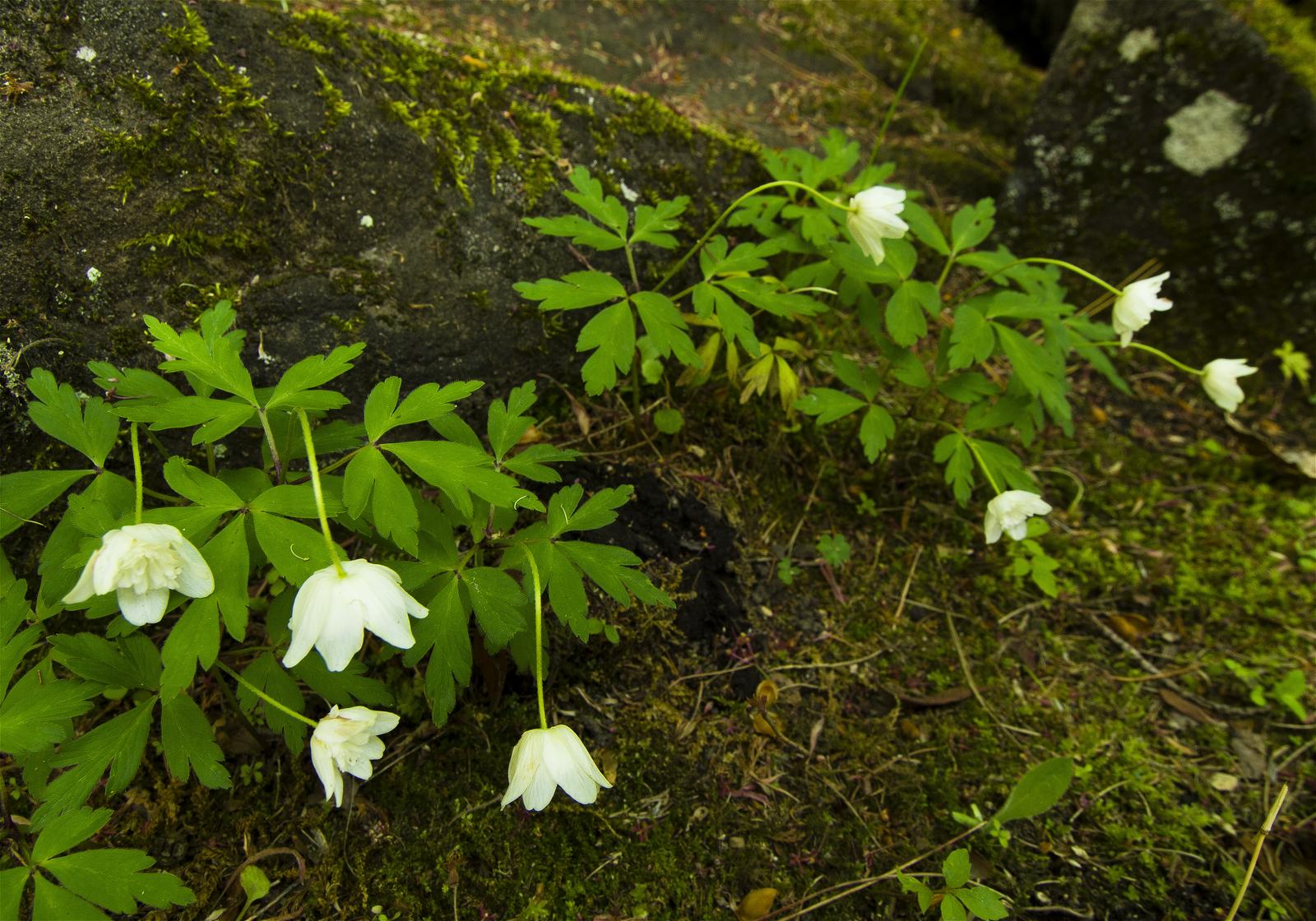 Anemone nemorosa(��֥�����)�β���