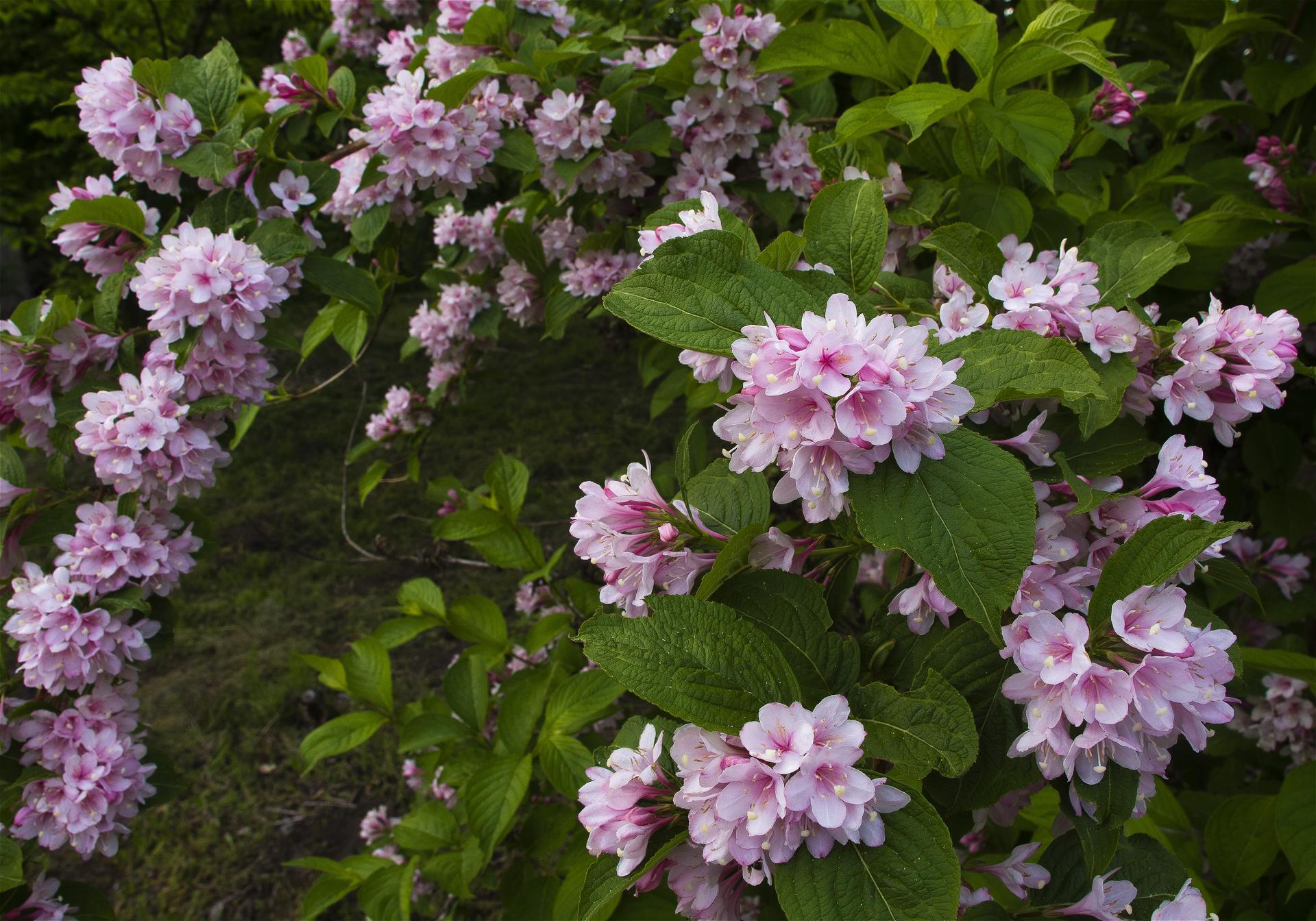 Weigela hortensis(���˥��ĥ�)�β���