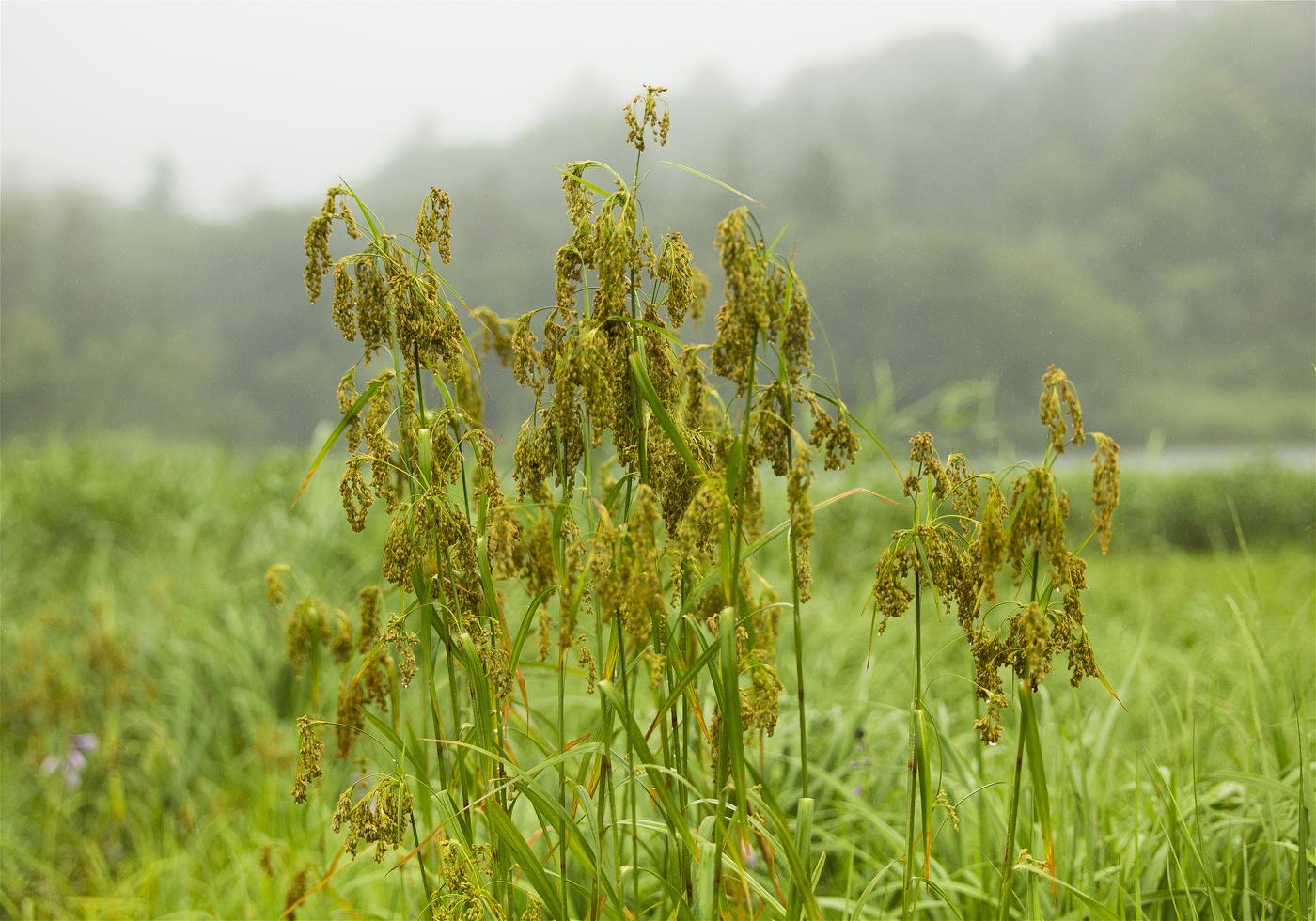 Scirpus wichurae(���֥饬��)�β���