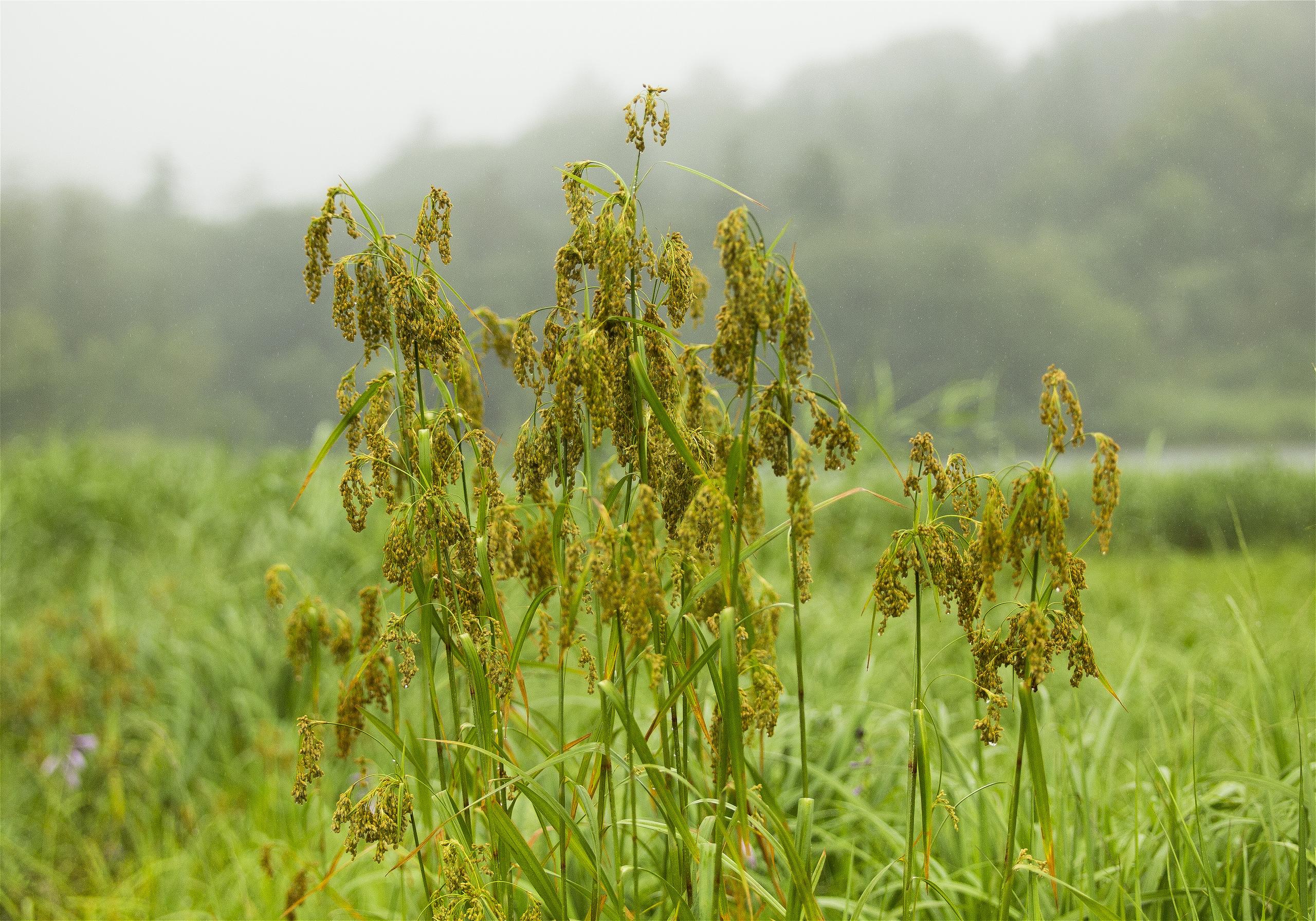Scirpus wichurae(���֥饬��)�β���