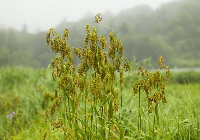 Scirpus wichurae(���֥饬��)�β���