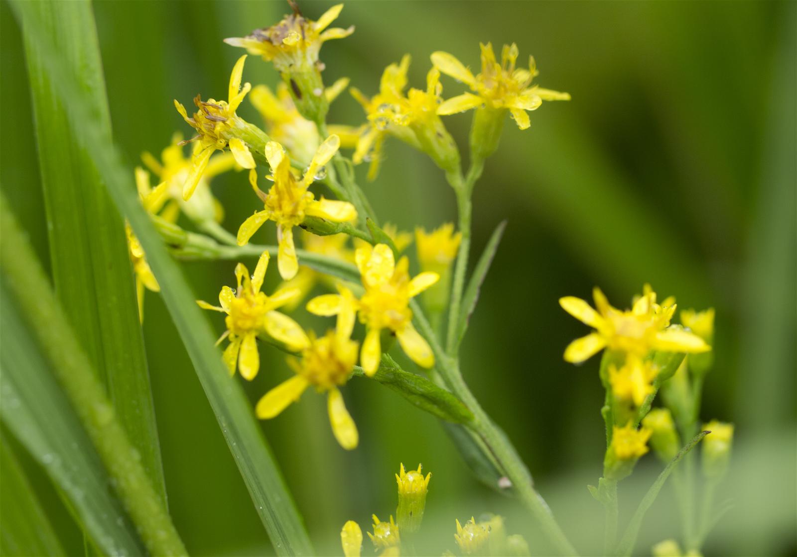 Solidago virgaurea subsp.leiocarpa(�ߥ�ޥ����Υ���󥽥�)�β���