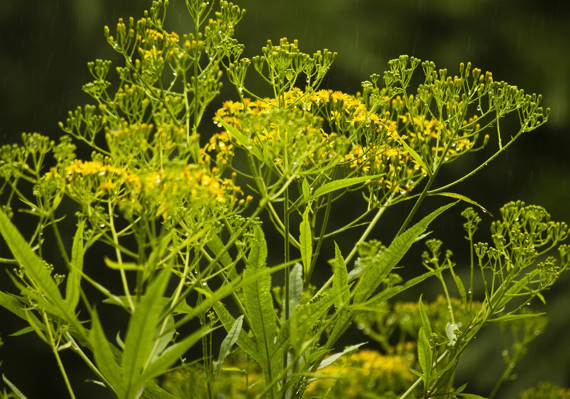 Senecio cannabifolius(�ϥ󥴥󥽥�)�β���