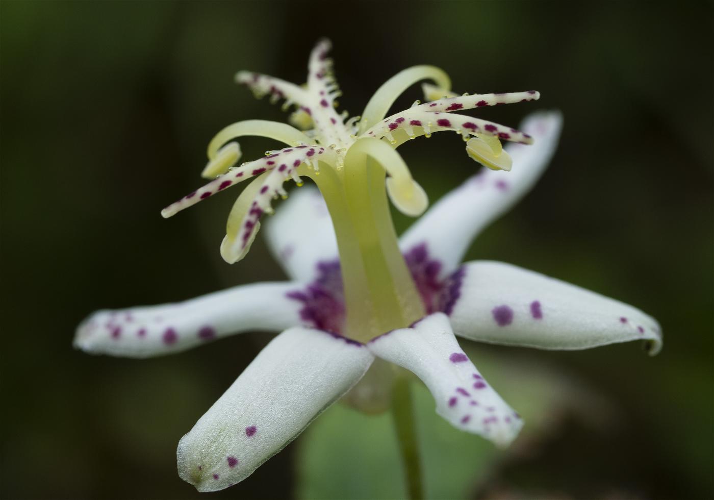 Tricyrtis affinis(��ޥ��Υۥȥȥ���)�β���