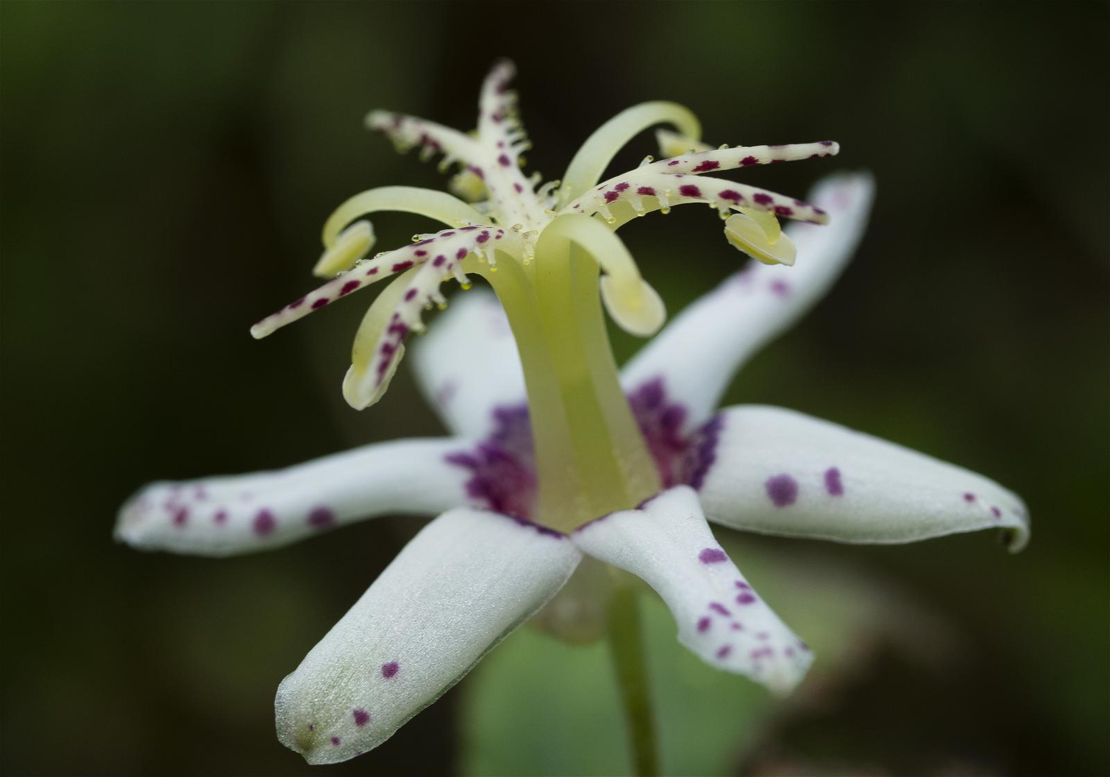 Tricyrtis affinis(��ޥ��Υۥȥȥ���)�β���