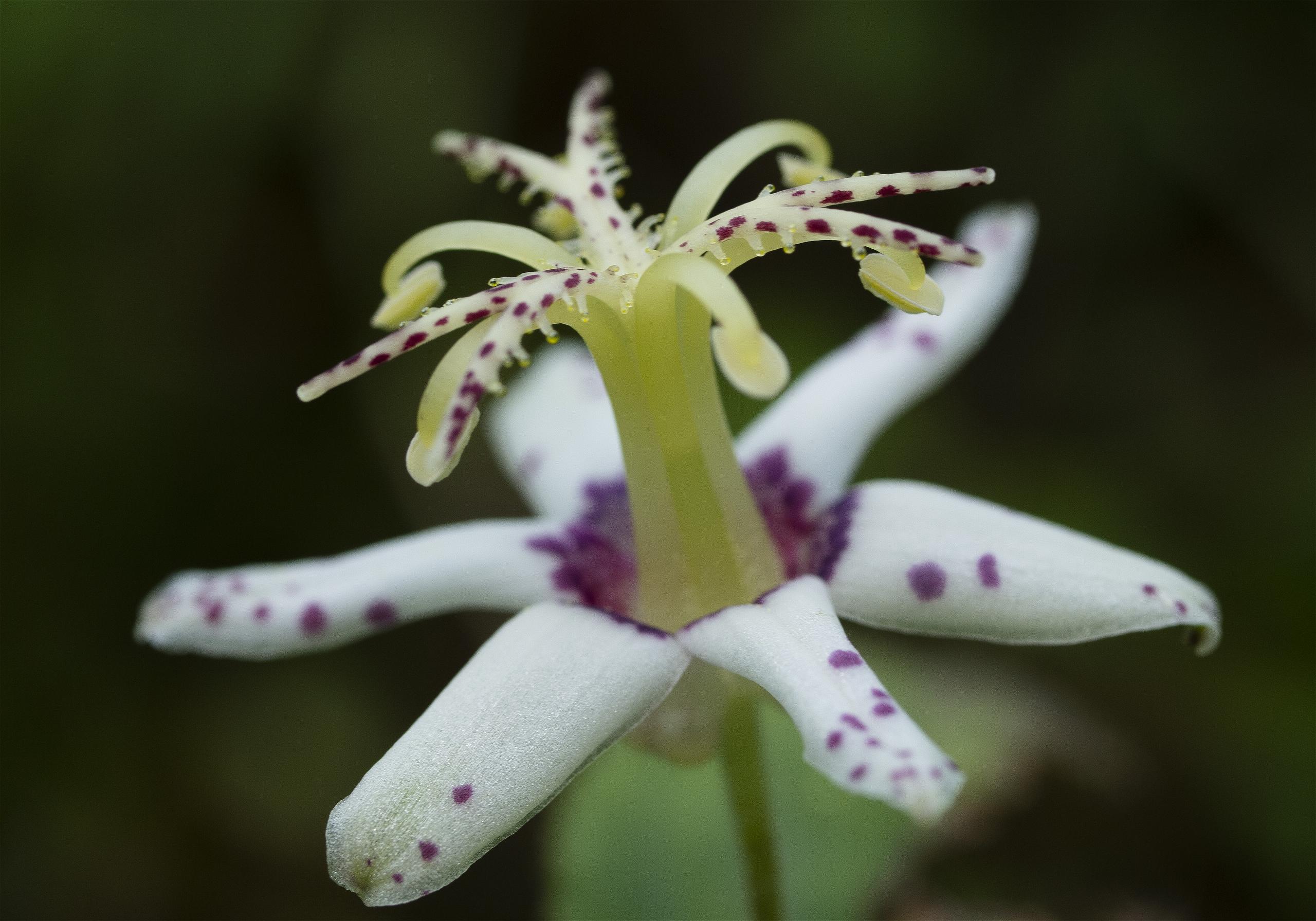 Tricyrtis affinis(��ޥ��Υۥȥȥ���)�β���