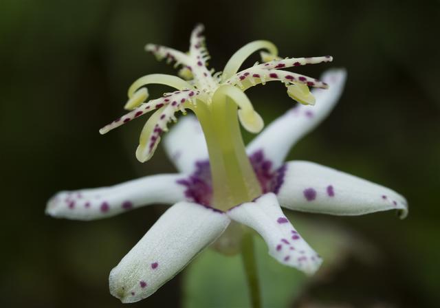 Tricyrtis affinis(��ޥ��Υۥȥȥ���)�β���