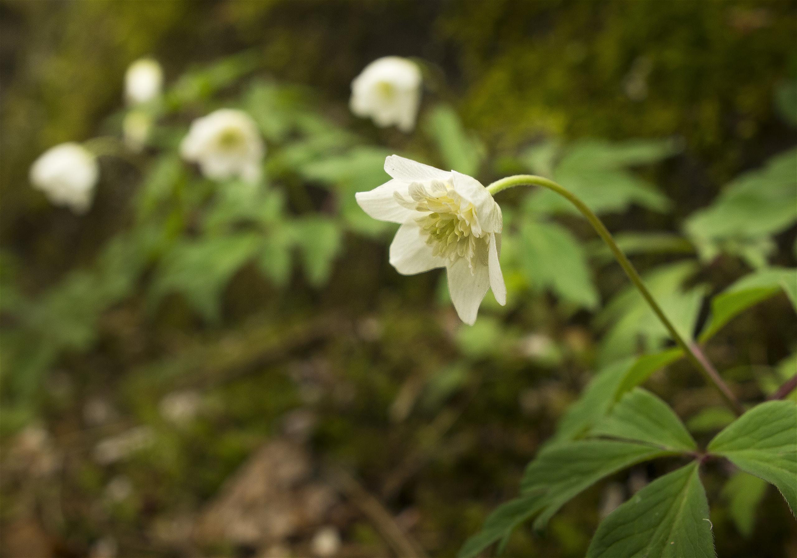 Anemone nemorosa(��֥�����)�β���