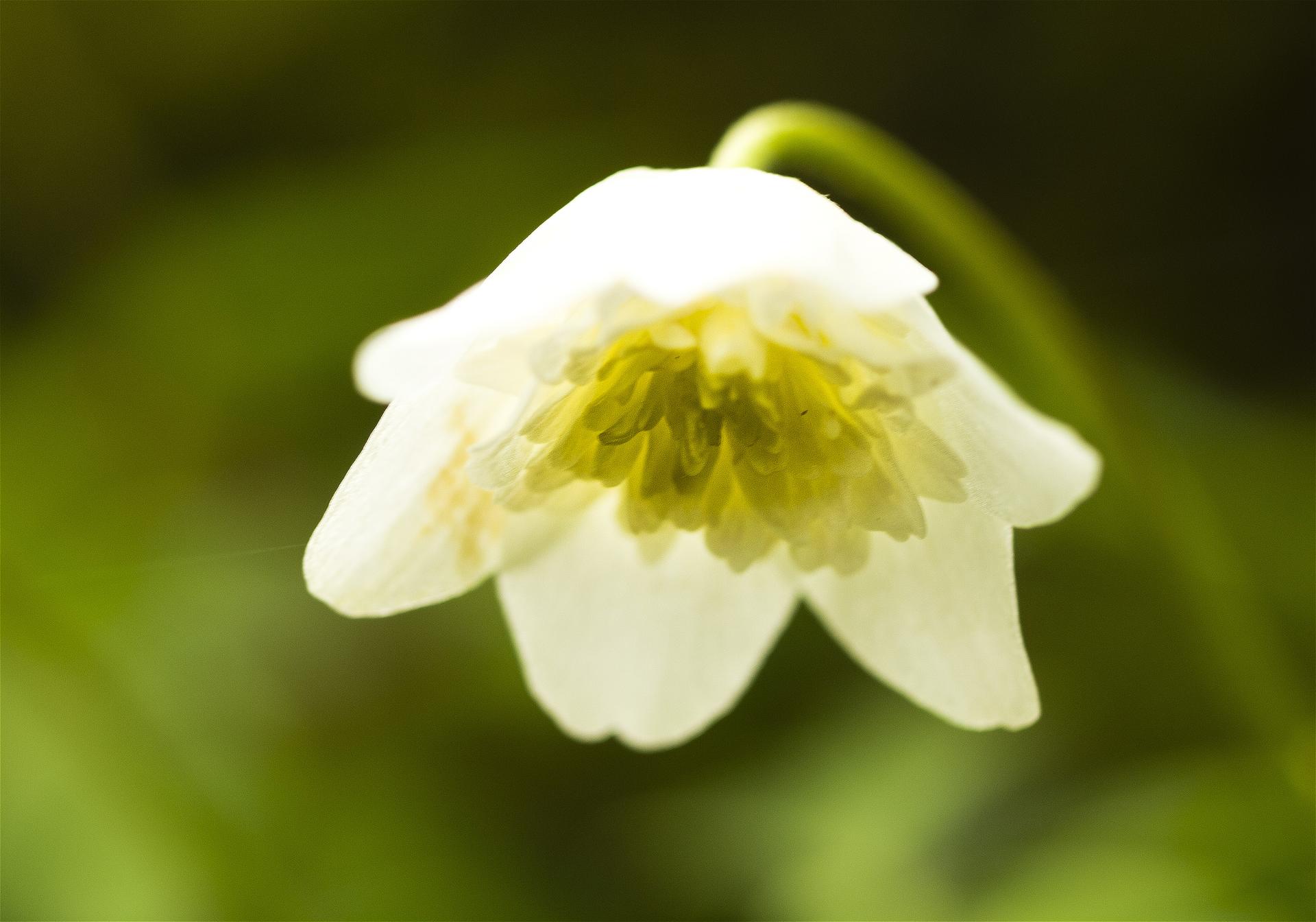 Anemone nemorosa(��֥�����)�β���