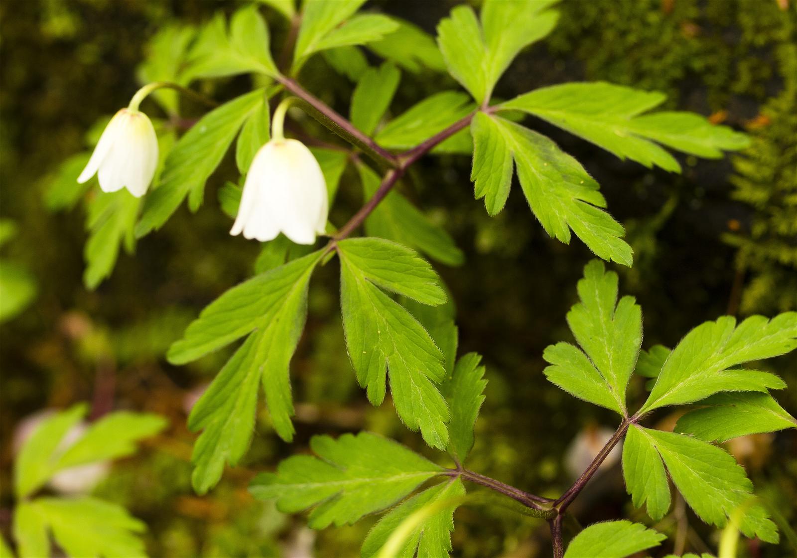 Anemone nemorosa(��֥�����)�β���
