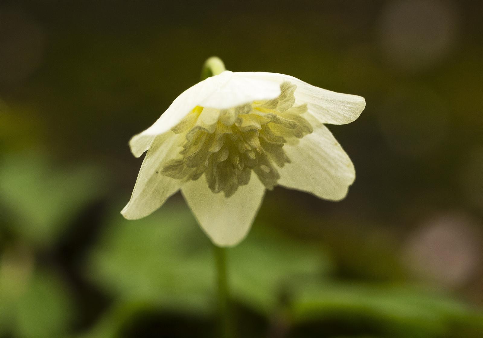 Anemone nemorosa(��֥�����)�β���