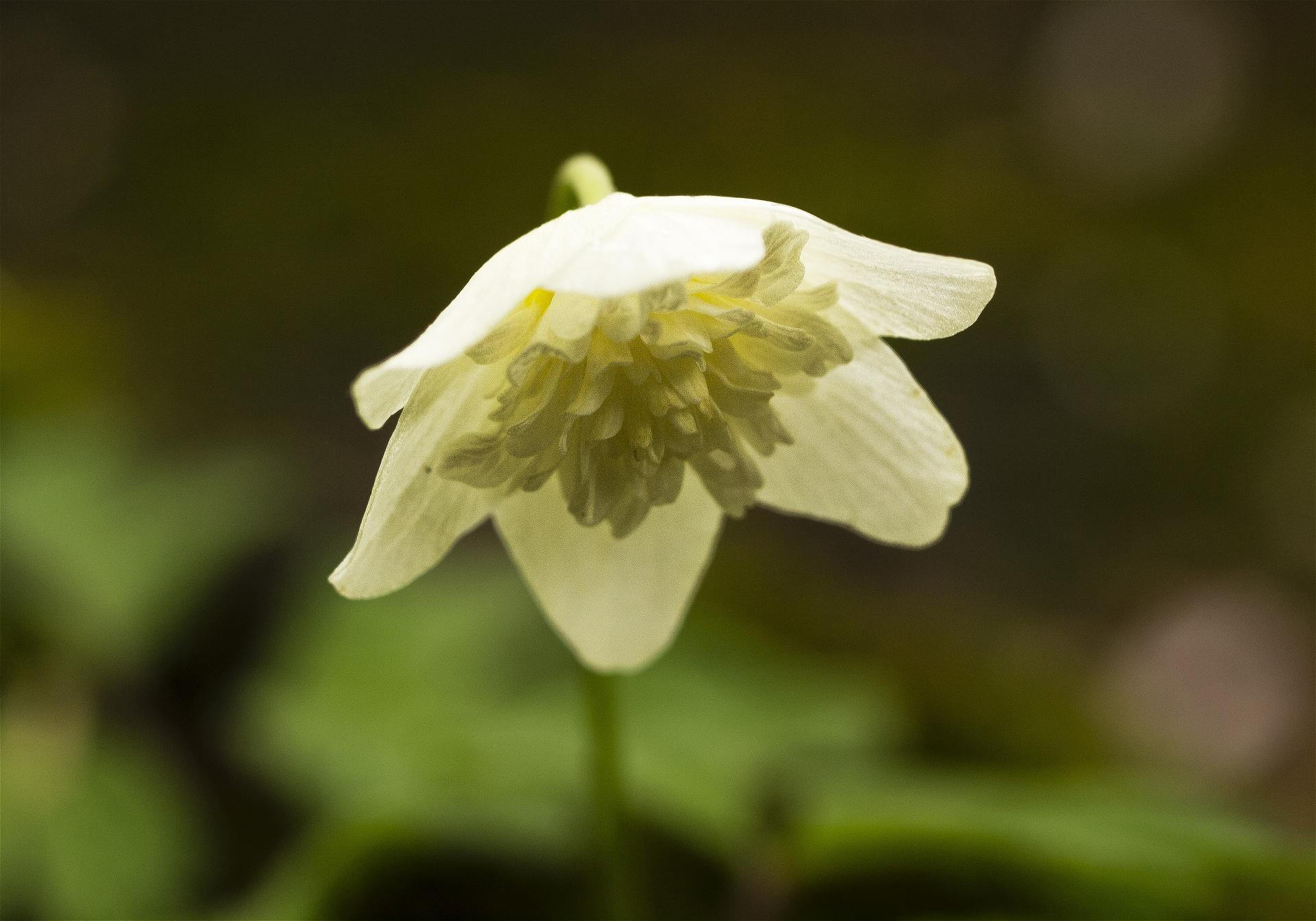 Anemone nemorosa(��֥�����)�β���