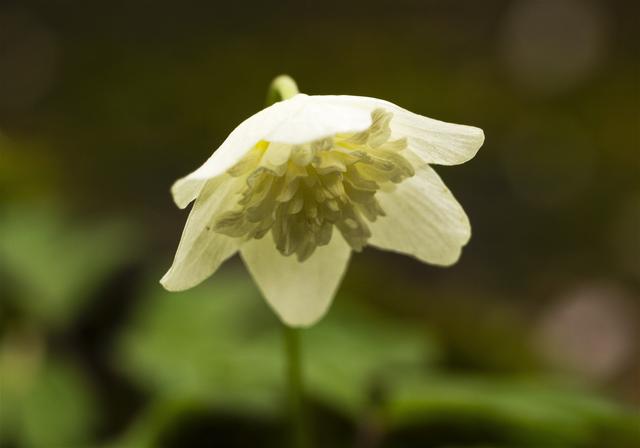 Anemone nemorosa(��֥�����)�β���