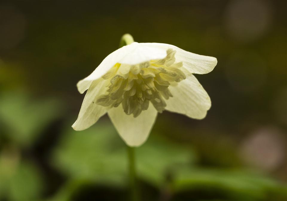 Anemone nemorosa(��֥�����)�β���
