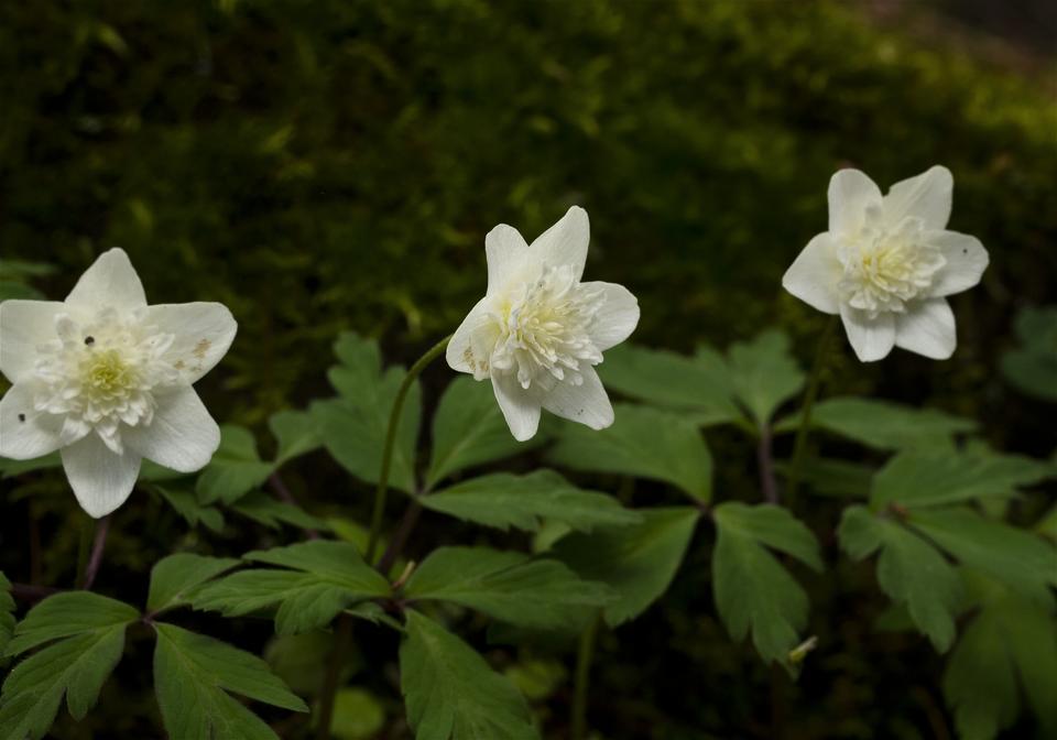 Anemone nemorosa(��֥�����)�β���