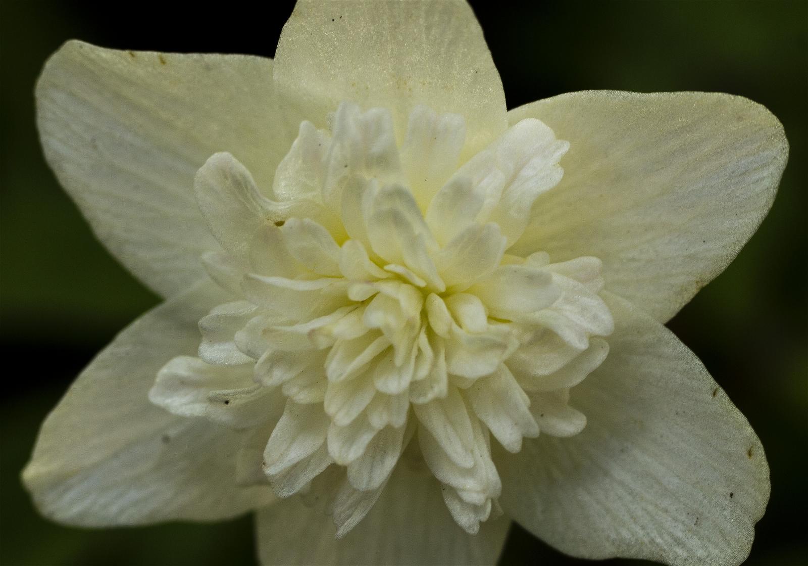 Anemone nemorosa(��֥�����)�β���