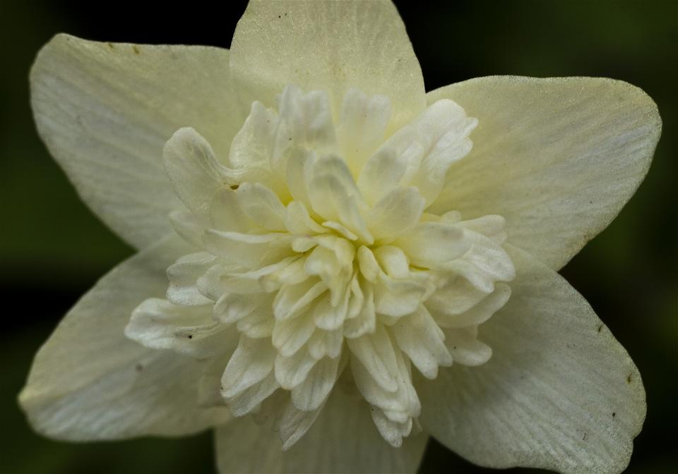 Anemone nemorosa(��֥�����)�β���