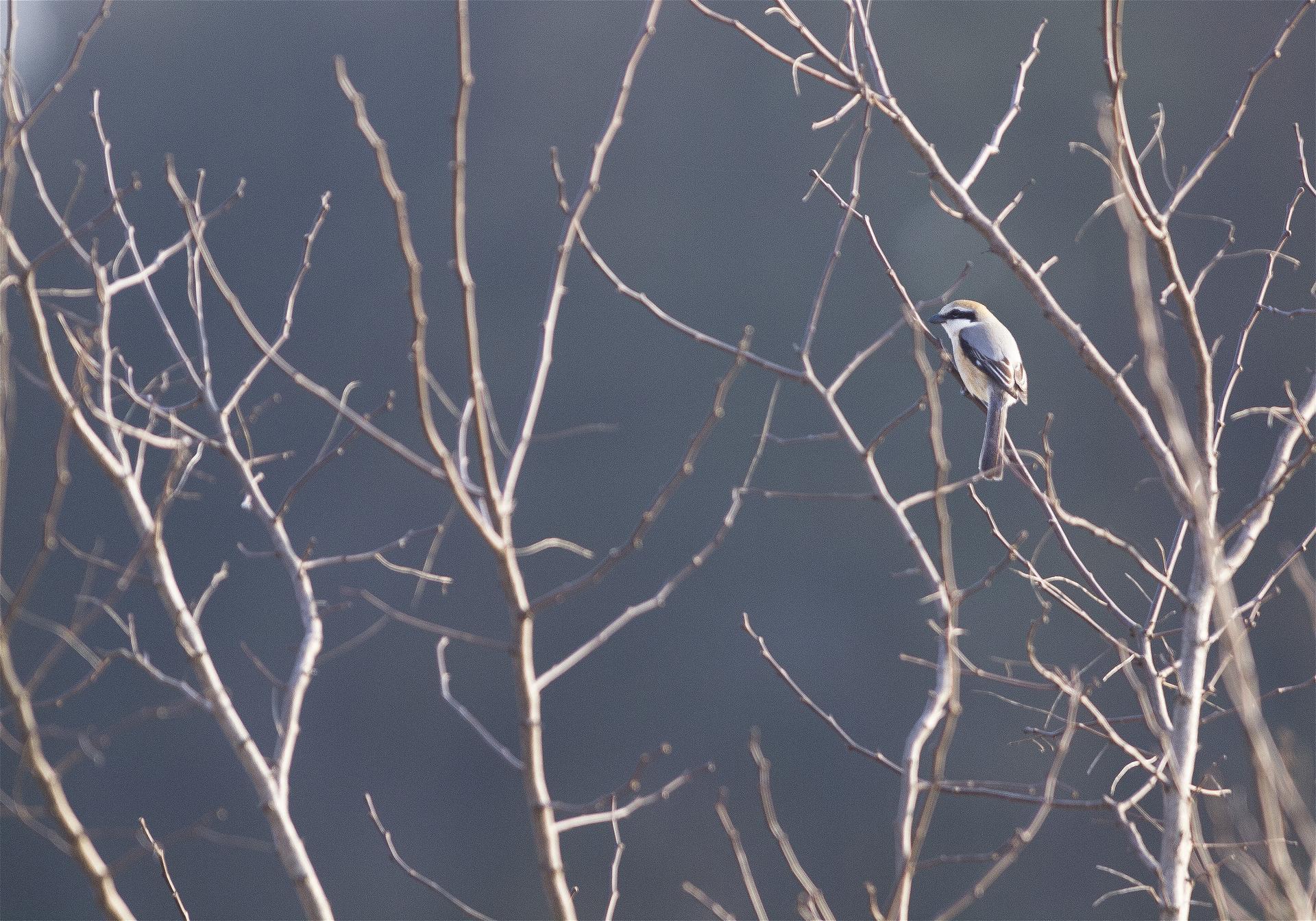 Lanius bucephalus(�⥺)�β���