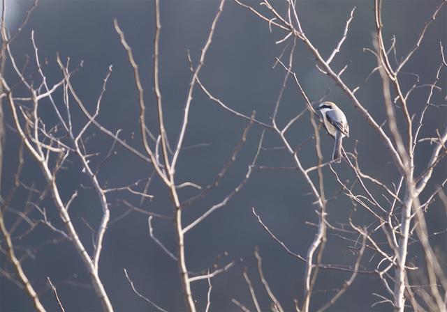 Lanius bucephalus(�⥺)�β���