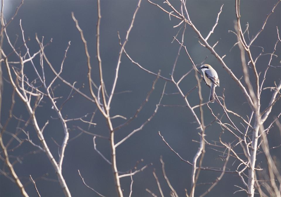 Lanius bucephalus(�⥺)�β���