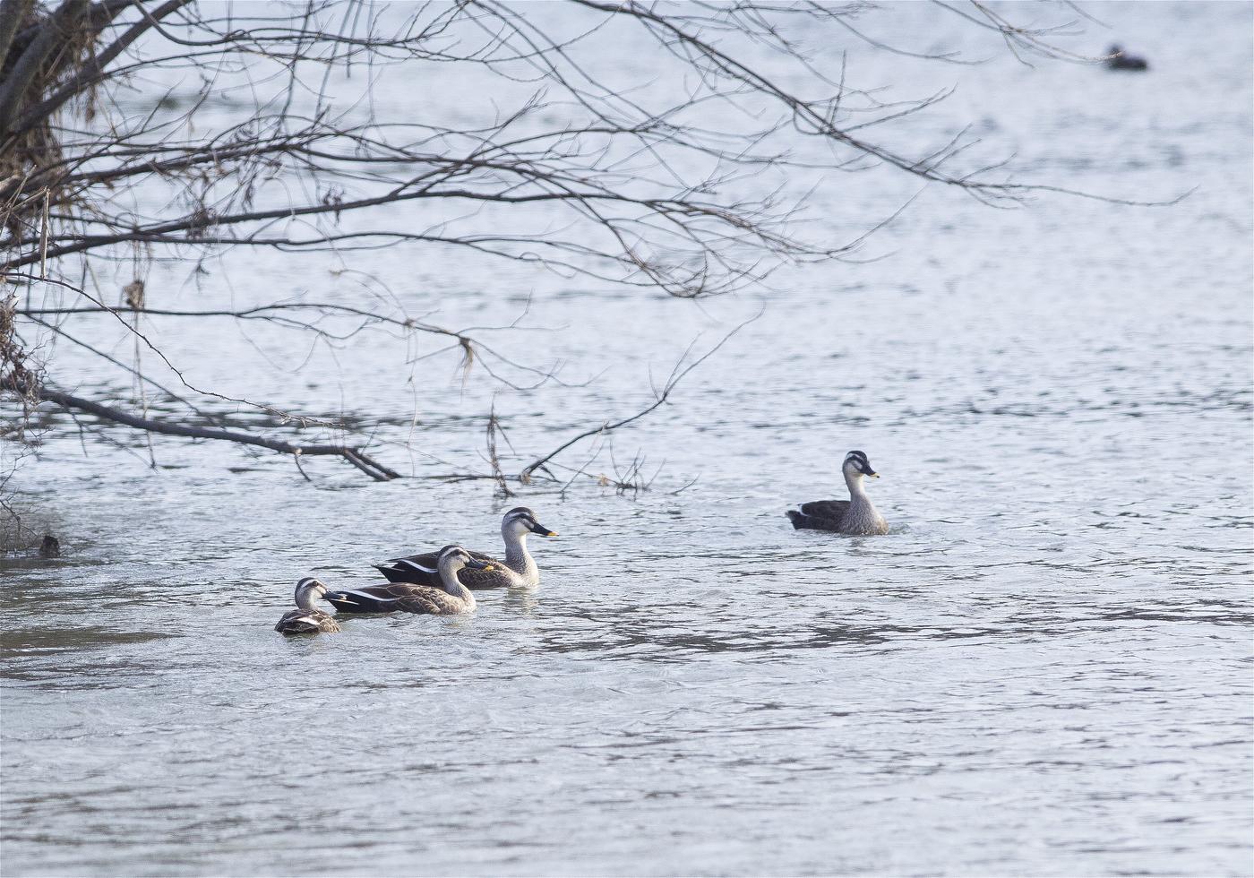 Anas poecilorhyncha(���륬��)�β���