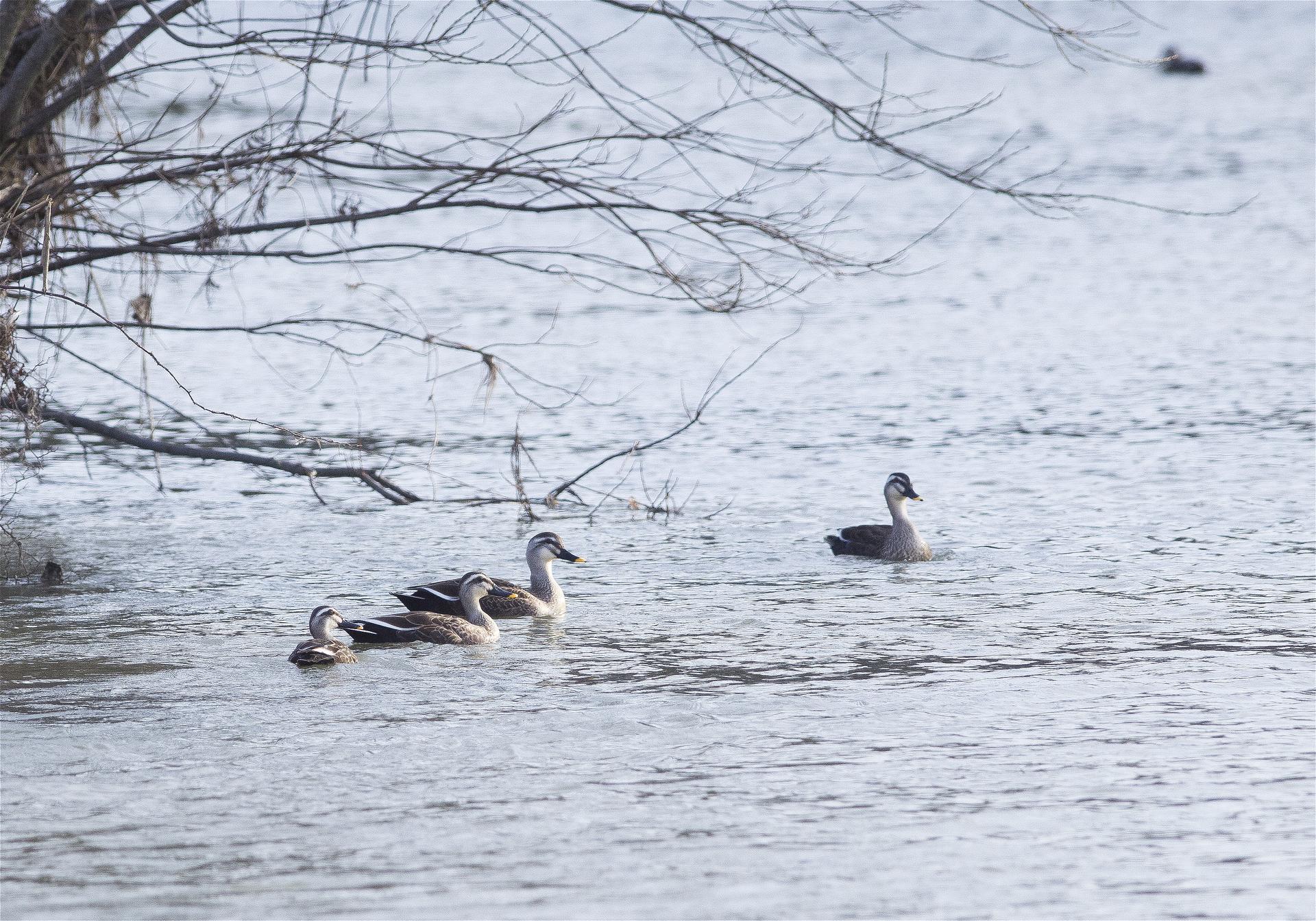 Anas poecilorhyncha(���륬��)�β���